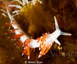 was pointed out by dean reid of dns diving in grand cayma... by Simon Dyer 